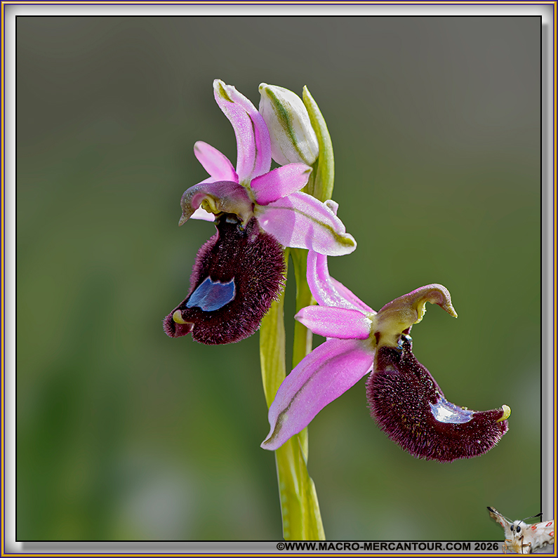 Ophrys Aurelia